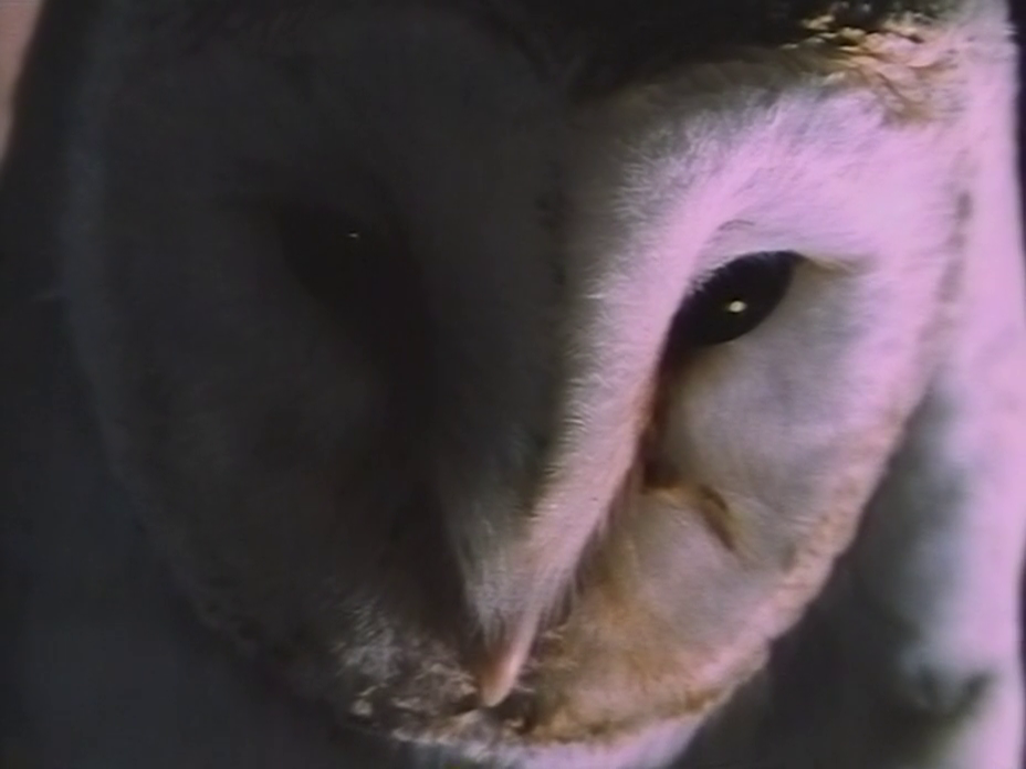 barnowl1