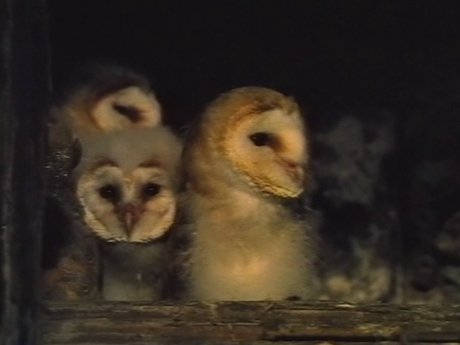 barnowl2
